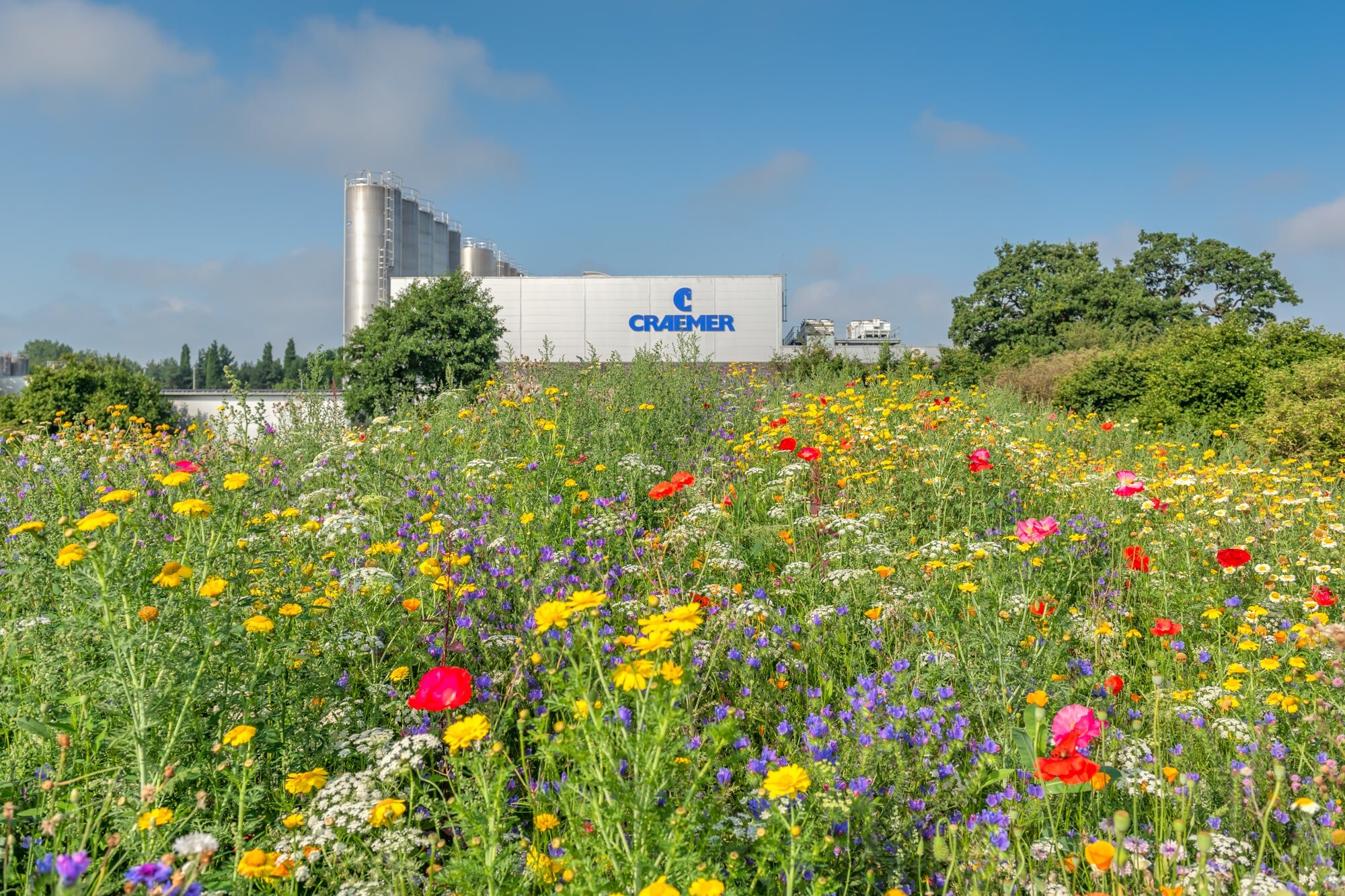 Craemer UK Site A with flower meadow