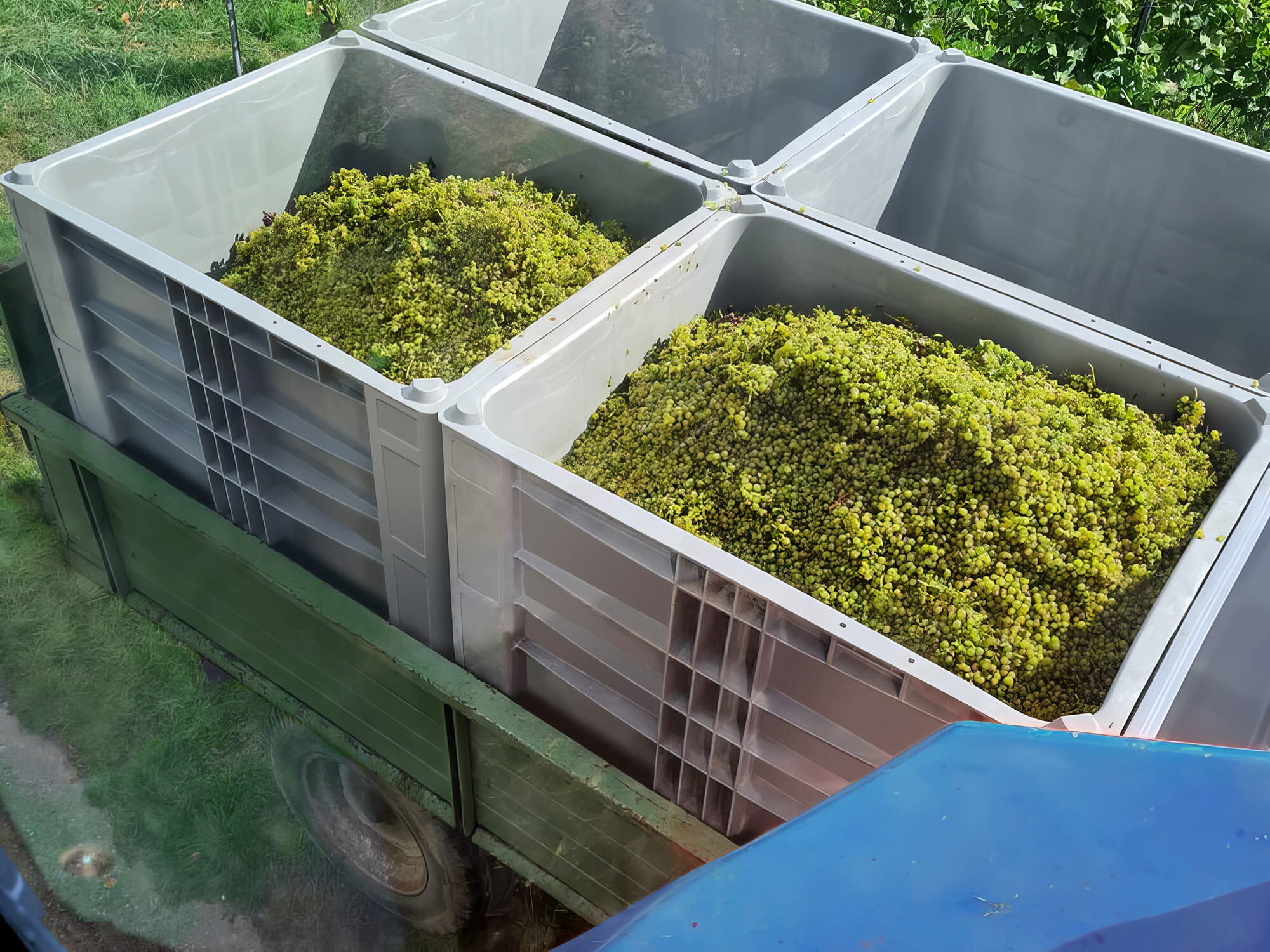 Four Craemer CB3 High pallet boxes, two filled with green grapes